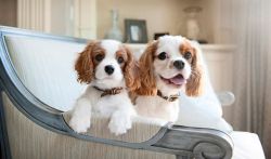 Cavalier king charles puppies