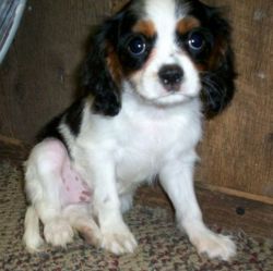 Awesome Cavalier King Charles Spaniel Puppies