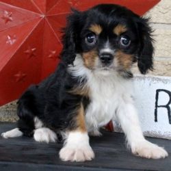 Family Raised Cavalier King Charles Spaniel Puppies