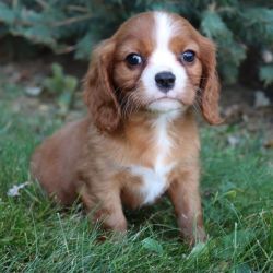 banit Cavalier male ruby colored