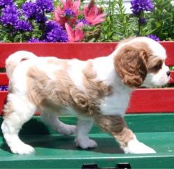 Splendid Cavalier King Charles Spaniel Puppies
