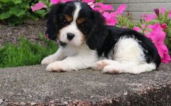 Well Socialized King Charles Spaniel Puppies