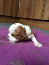 Cute cavalier king Charles puppies for sale