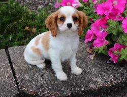 Healthy and vet checked Cavalier King Charles puppies