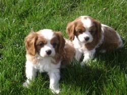 Cute Cavalier King Charles Spaniel Puppies ready to go