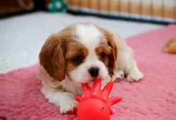 Adorable little of two Cavalier King Charles Spaniel Puppies