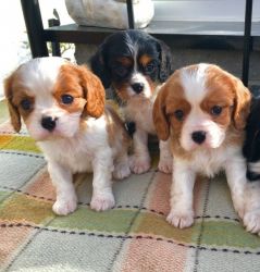 For Sale King Charles Cavaliers Pups
