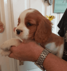 Beautiful Cavalier King Charles Pup For Sale