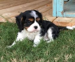 Cute Cavalier King Charles Spaniel puppies for Sale