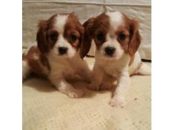 CAVALIER KING CHARLES SPANIEL PUPPIES for sale
