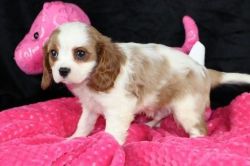 lovely Cavalier King Charles Puppies are here!