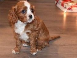 Cavalier King Charles Spaniel Male - Rootie Ready For You Today
