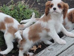 AKC Cavalier King Charles Spaniel puppies