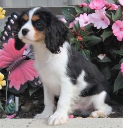 Excellent Trained Cavalier King Charles Spaniel Puppies