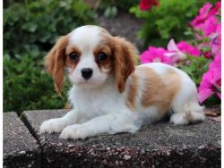 male and female home raise Cavalier king Charles