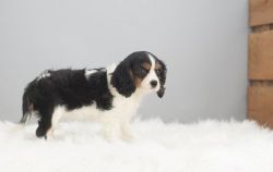 Home Trained Cavalier King Charles Spaniel Puppies