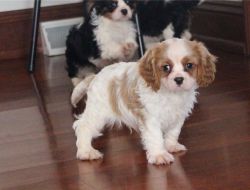 Male and female Cavalier King Charles Spaniel puppies
