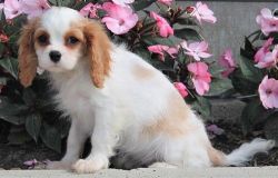 Male and female King Charles Spaniel puppies
