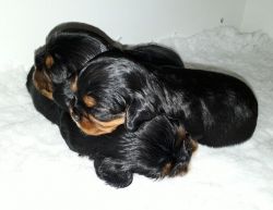 Beautiful B&t King Charles Cavalier Puppies