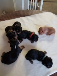 Kc Registered Cavalier King Charles Puppies