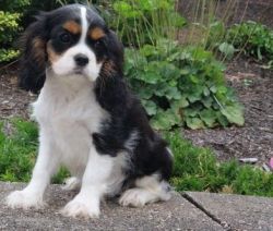 Handsome Cavalier King Charles Spaniel Puppies