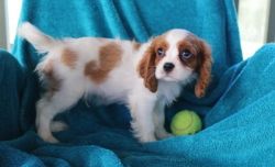 Cute Cavalier king charles spaniel Puppies available
