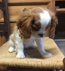 Affectionate Cavalier King Charles Spaniel Puppies.