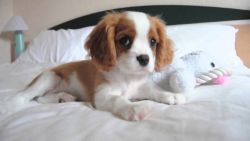 Affectionate Cavalier King Charles Spaniel Puppies
