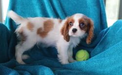 Cavalier King Charles Spaniel puppies now available