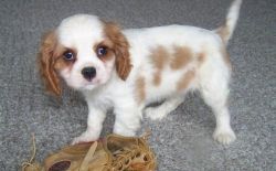 Home trained Cavalier King Charles puppies available