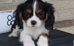 Lovely AKC Reg. Cavalier King Charles Puppies