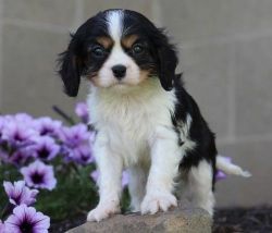 Adorable Cavalier King Charles Spaniel Puppies