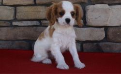 Cute and lovely Cavalier King Charles Puppies