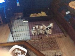 Wonderful puppies for sale