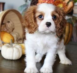 male and female Cavalier King Charles puppie