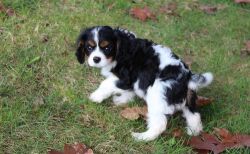 Potty Trained Cavalier King Charles Spaniel puppies