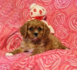Sweet,Lovable Cavalier King Charles Spaniel Mix Puppies For Sale