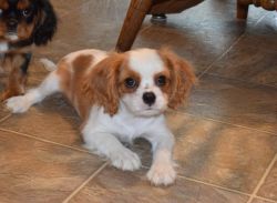 quality cavalier king charles puppies