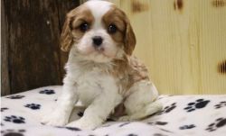 Charming Baby Male and Female Cavalier King Charles Spaniel Puppies