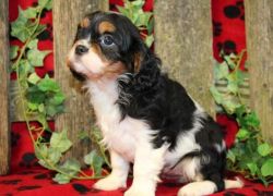 Re home Cavalier King Charles