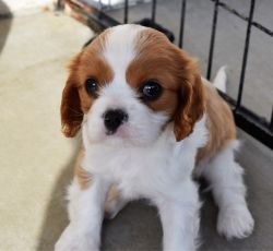 Beautiful Cavalier King Charles Puppy