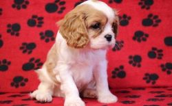 Red and White Cavalier King Charles Spaniel Puppies