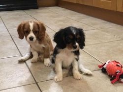 Ready Now Cavalier King Charles Spaniel Pups