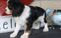 Healthy Cavalier King Charles puppies for sale