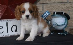 Beautiful Little of Cavalier King Charles Puppies