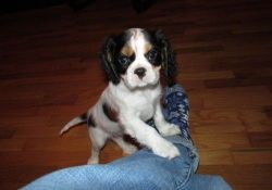 Top Family Raised Cavalier King Charles Spaniel Puppies