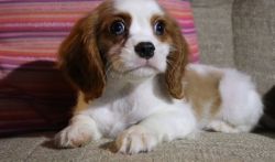 Playful and Friendly Cavalier King Charles Spaniel
