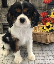 Active, Sweet 	Cavalier King Charles Spaniel Puppies