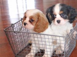 Male and Female Cavalier King Charles Spaniel Puppies