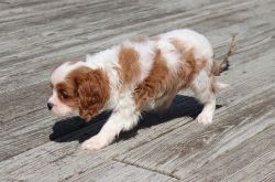Adorable Cavalier King Charles Spaniel puppies